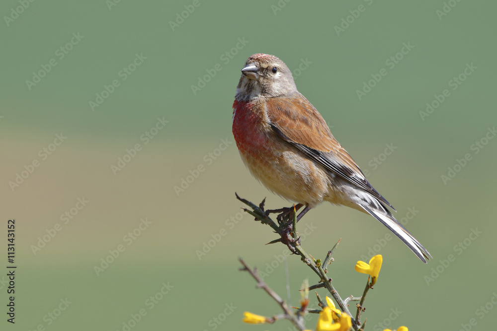 Common linnet, (Carduelis cannabina), single male Common linnet, (Carduelis cannabina), single male