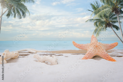 summer concept  shells  starfish on