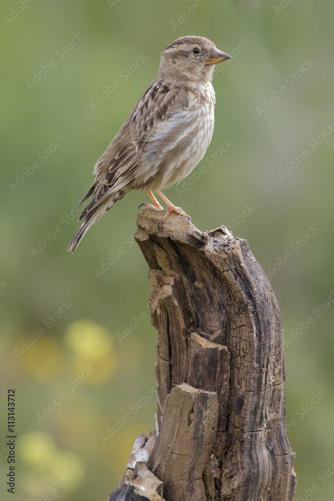 Rock Sparrow ( Petronia Petronia ) Rock Sparrow ( Petronia Petronia )