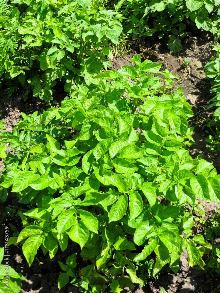 young potato plants on the field young potato plants on the field