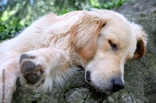 Labrador liegt schlafend an einem Fels