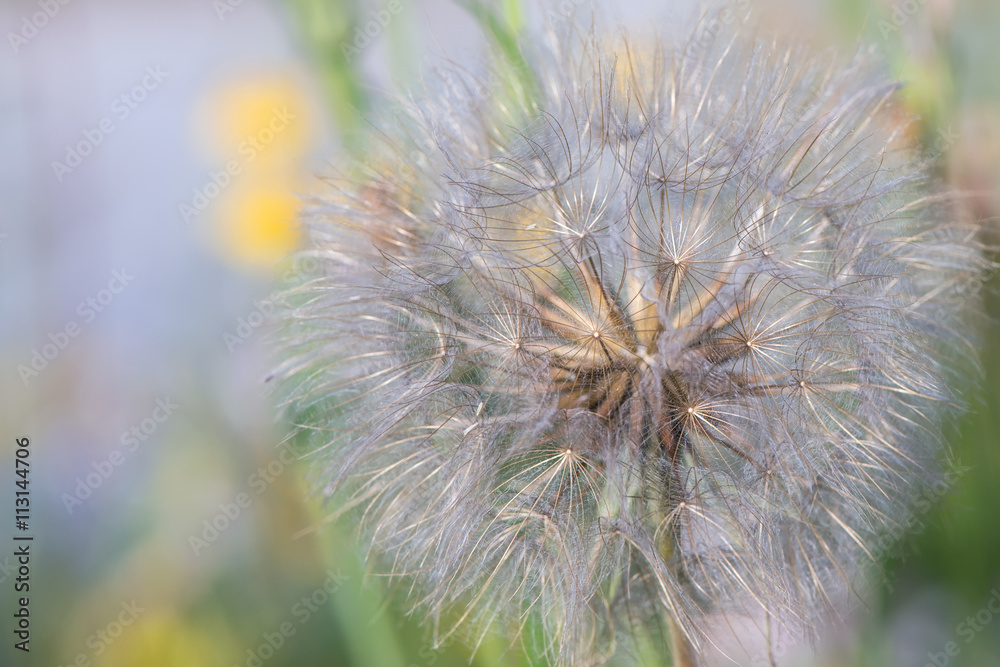 Fototapeta premium Dandelion on meadow