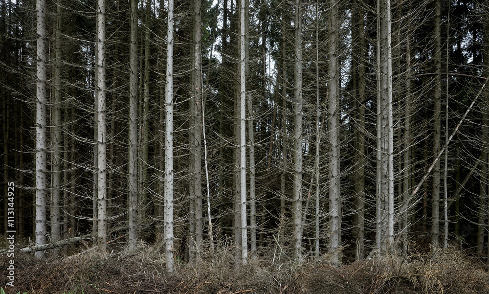Fototapeta premium Dehydrated pine forest on the mountain 03