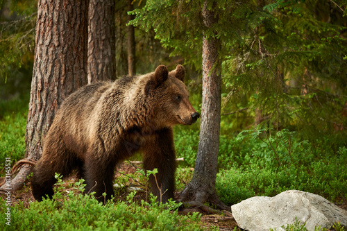 Brown bear in the forest