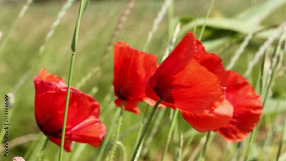 Poppies on green field, beauty in nature Poppies on green field, beauty in nature