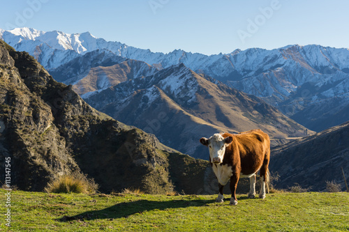 Cow on alpine meadow
