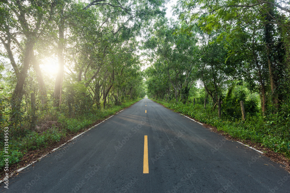 Fototapeta premium Road, Empty asphalt countryside road through tunnel of trees with sunlight