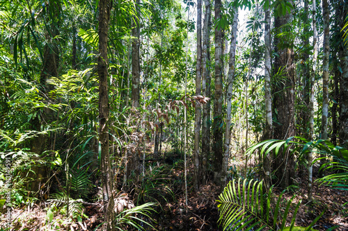 Tropical Rainforest Landscape background green tree