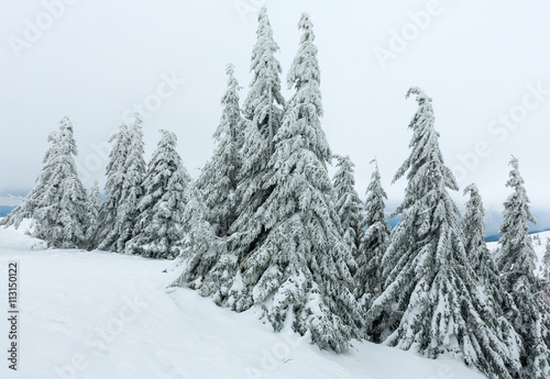 Icy snowy fir trees on winter hill. © wildman