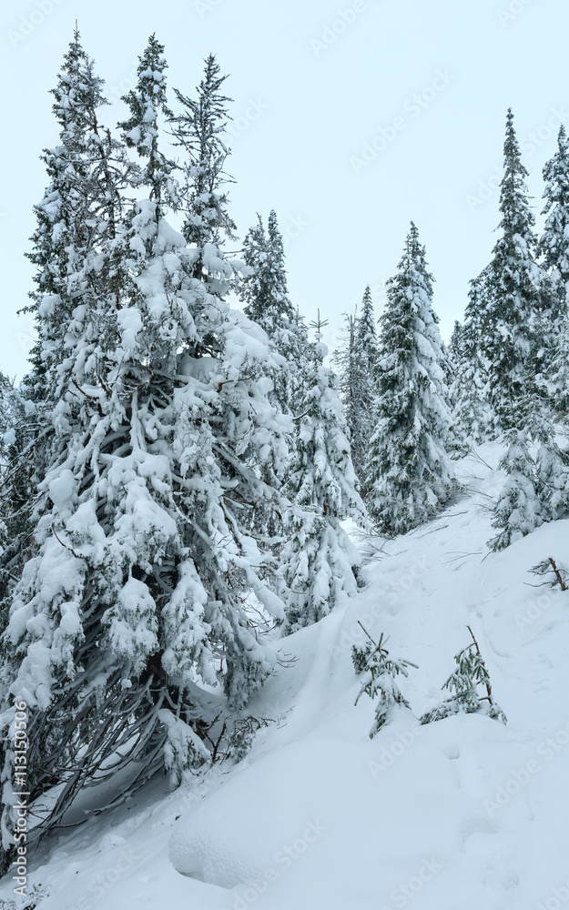 Snowy fir trees on winter hill. Snowy fir trees on winter hill.
