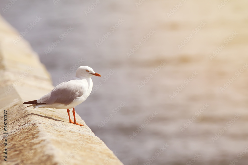 Sea birds soft light effect at sunlight. Sea birds soft light effect at sunlight.