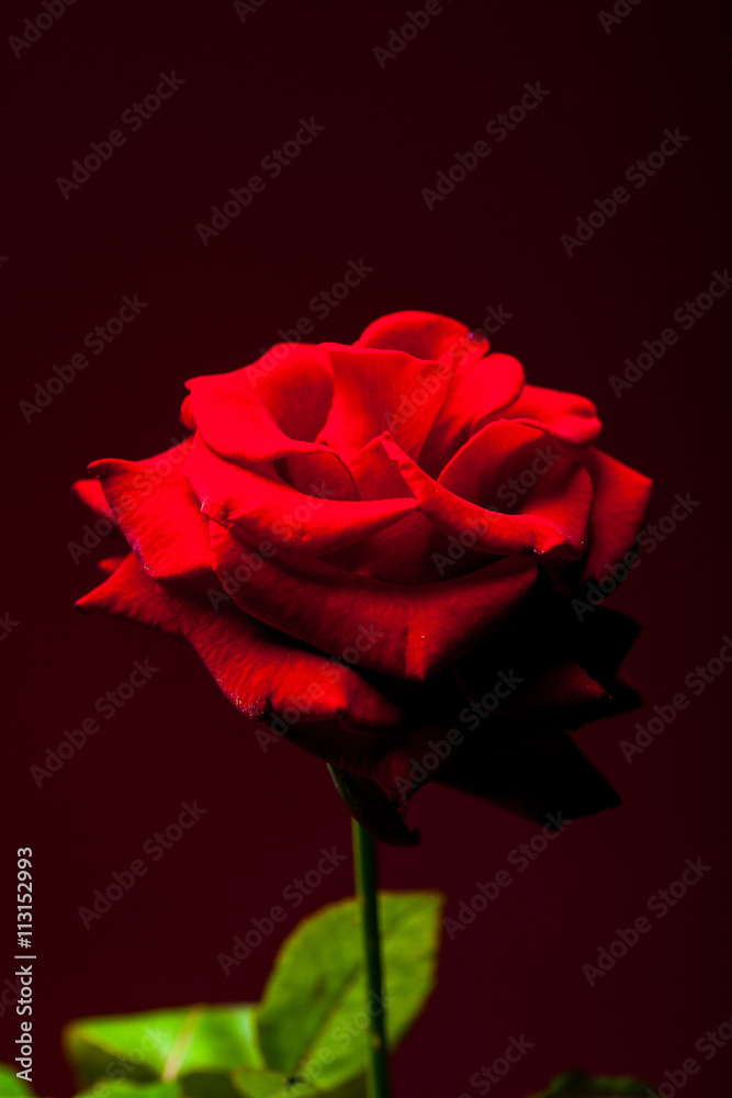 Red rose closeup Red rose closeup