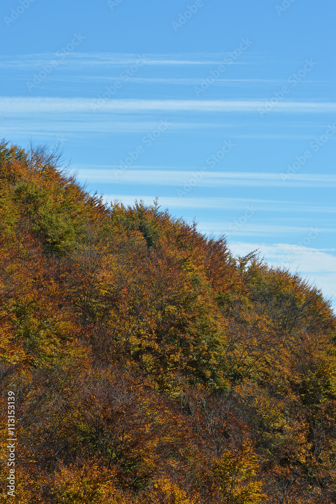 Vertical autumn landscape