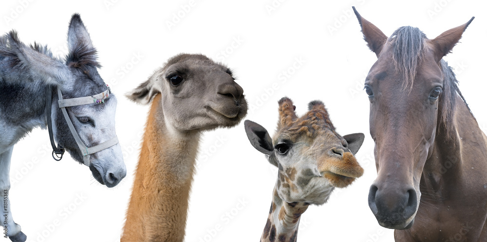 Group of animals