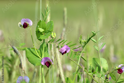 Wicken im Gerstefeld photo