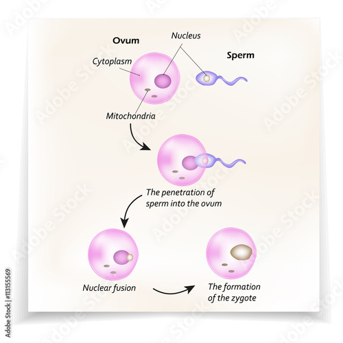 The structure of the ovum. The introduction of sperm into the ovum. Nuclear fusion. The formation of the zygote. 