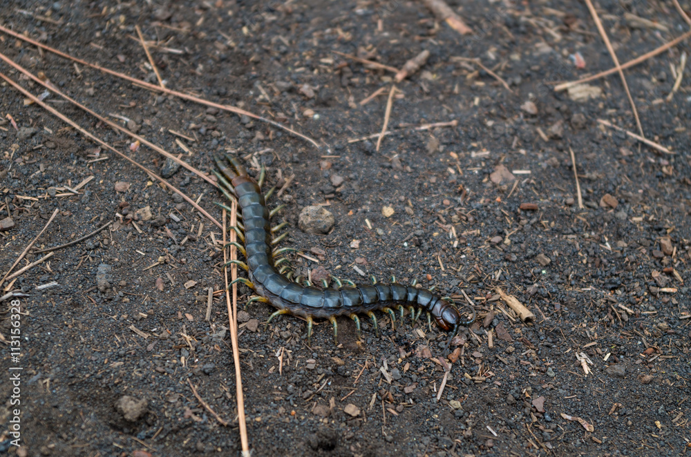 Fototapeta premium Centipede in volcanic sand, La Palma, Spain