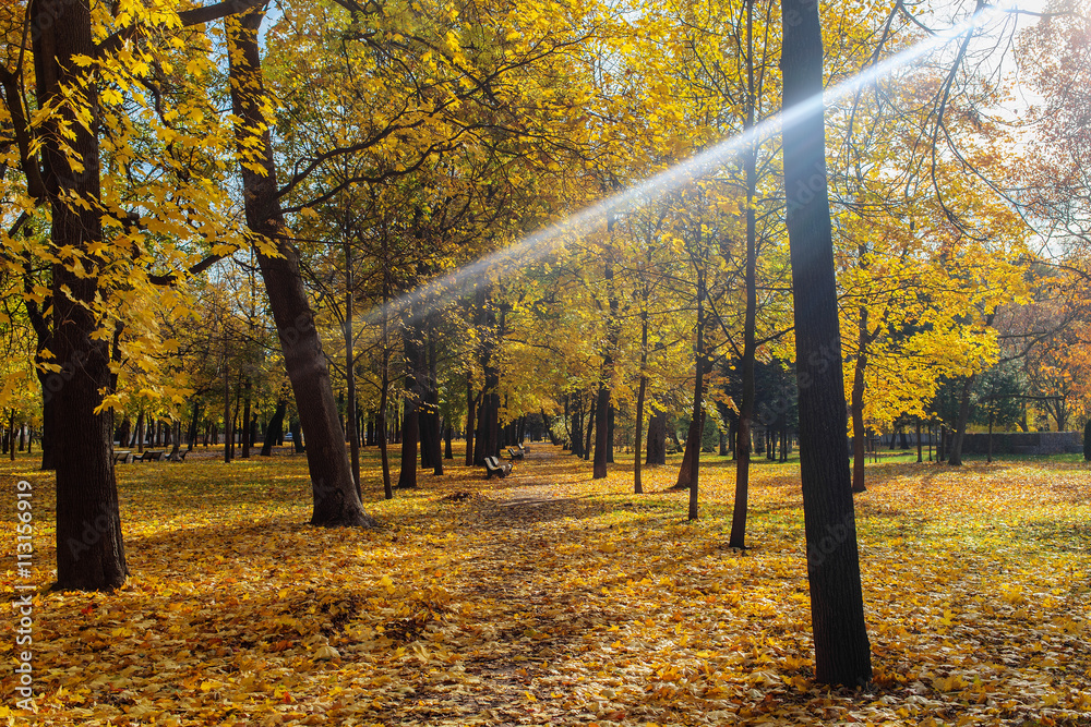 Obraz premium sunbeam in the autumn