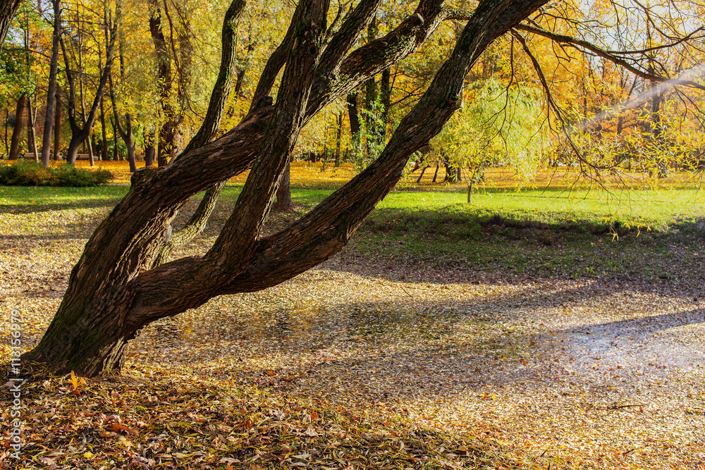 Fototapeta premium landscape in autumn park
