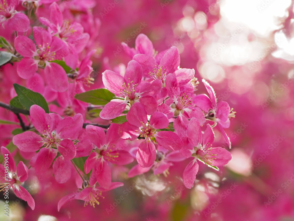 Sakura cherry blossom closeup Sakura cherry blossom closeup