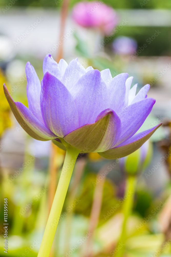 Purple water lily or lotus flower. Purple water lily or lotus flower.
