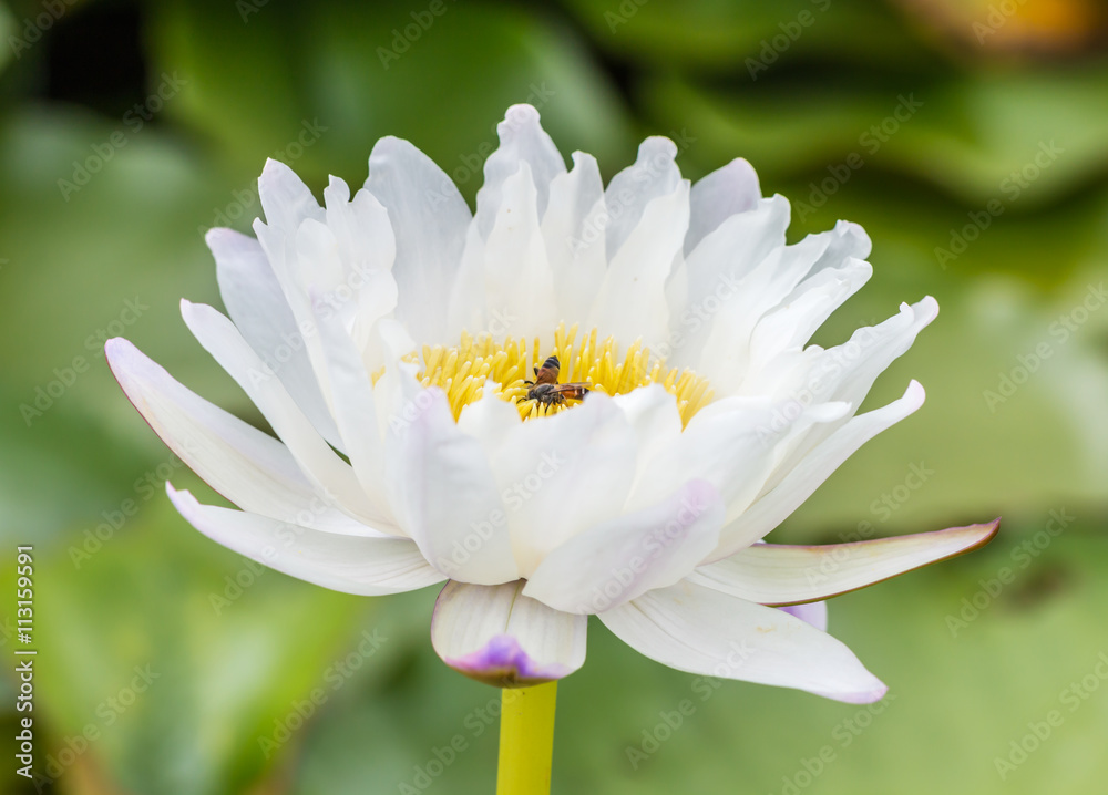 White and blue water lily or lotus flower with bees. White and blue water lily or lotus flower with bees.