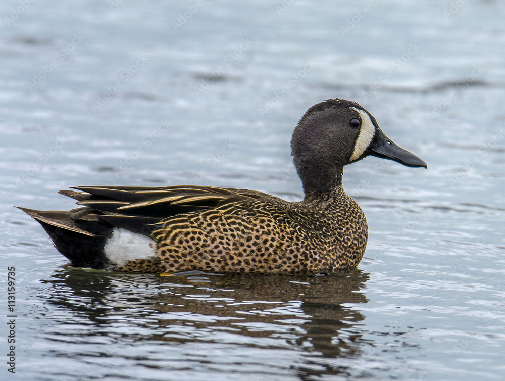 Blue-winged Teal Drake Blue-winged Teal Drake