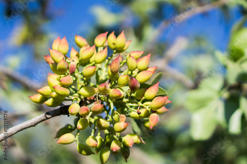Pistachios ripen on the tree, the Balkans Greece Athens