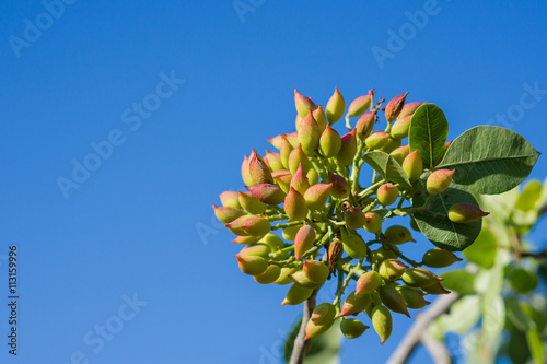Pistachios ripen on the tree, the Balkans Greece Athens