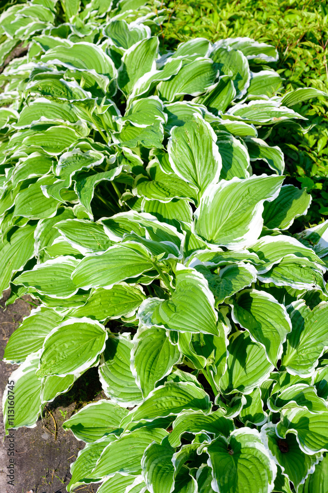 Obraz premium hosta plantain lily bush