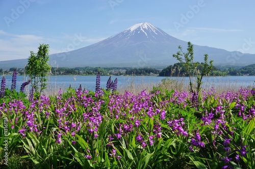 Fototapeta Naklejka Na Ścianę i Meble -  The Mount Fuji with wildflowers in the foreground
