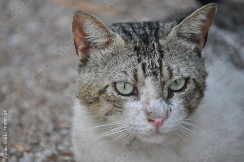 Gato callejero