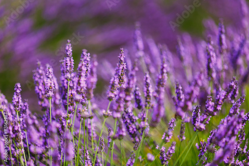 Beautiful Blooming Lavender Flowers. Summer season in Provence, 