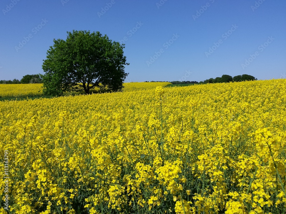 Grüner Baum in einem hügeligen Rapsfeld Grüner Baum in einem hügeligen Rapsfeld