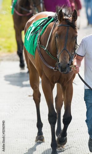 Walking a race horse to the parade ring © Gabriel Cassan