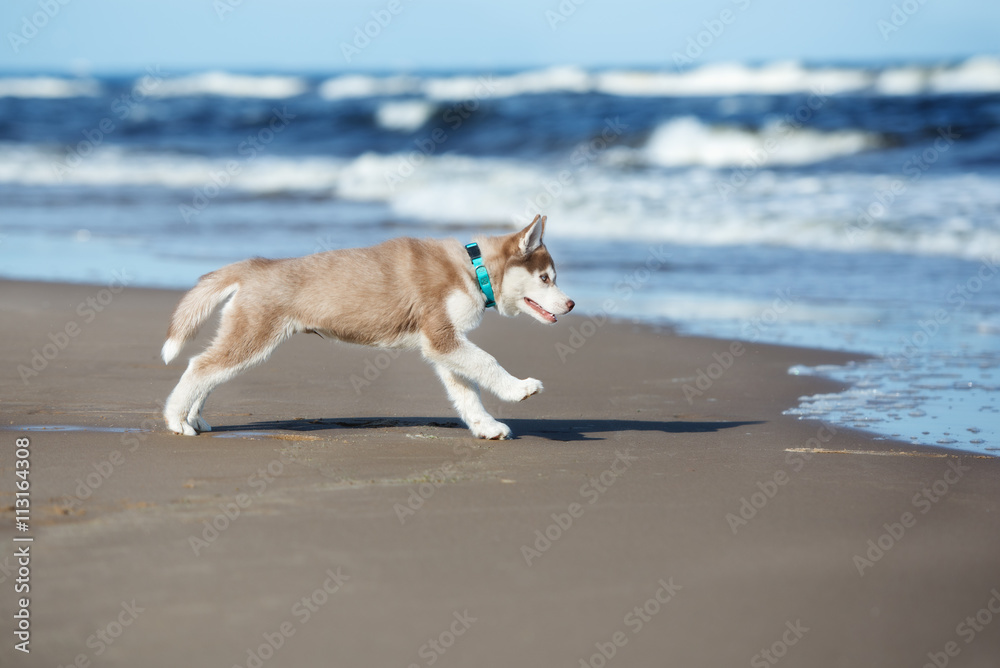siberian husky puppy running on a beach