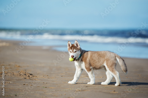 Fototapeta Naklejka Na Ścianę i Meble -  siberian husky puppy carrying a tennis ball in his mouth