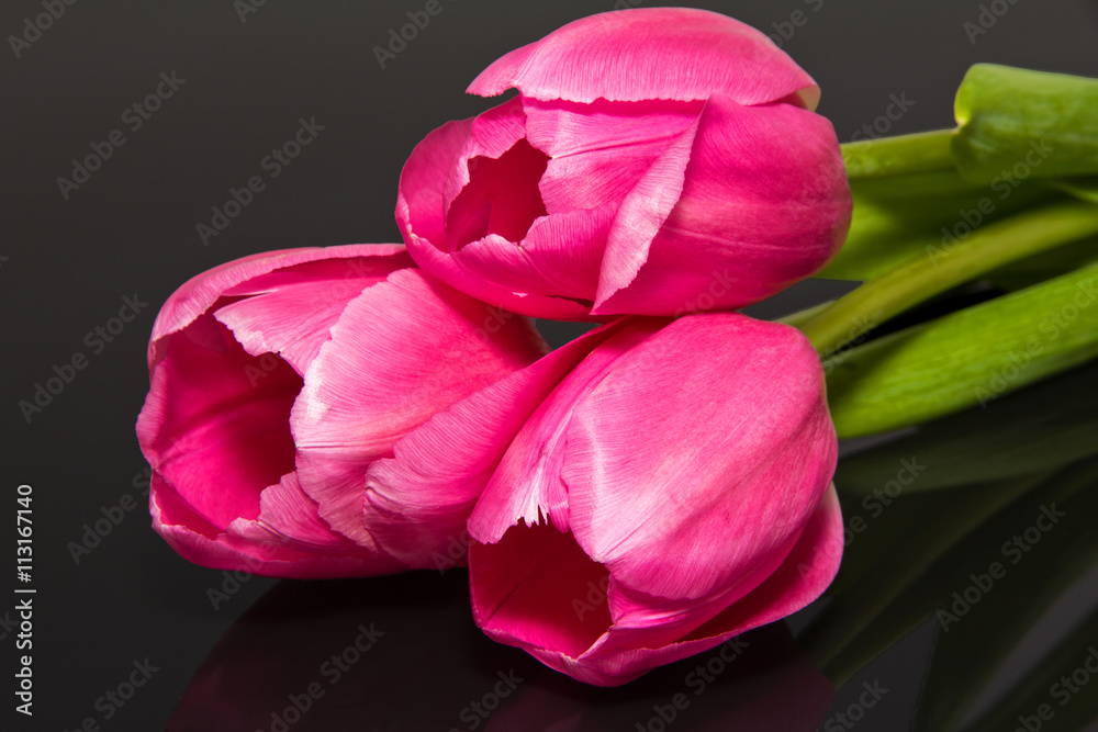 group of flower - pink tulips isolated on black background group of flower - pink tulips isolated on black background