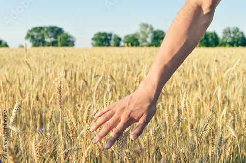 Hand in wheat field on summer day outdoors background