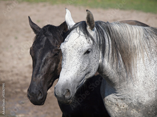 Fotografie Black and white (grey) horses