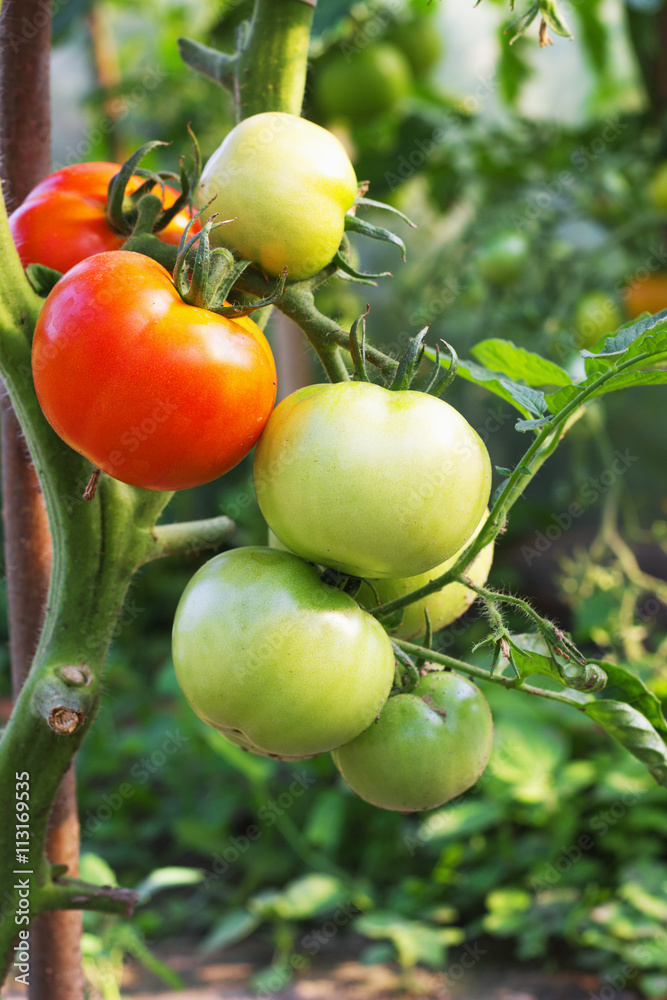fresh Tomatoes in the garden ,Plant selective focus fresh Tomatoes in the garden ,Plant selective focus