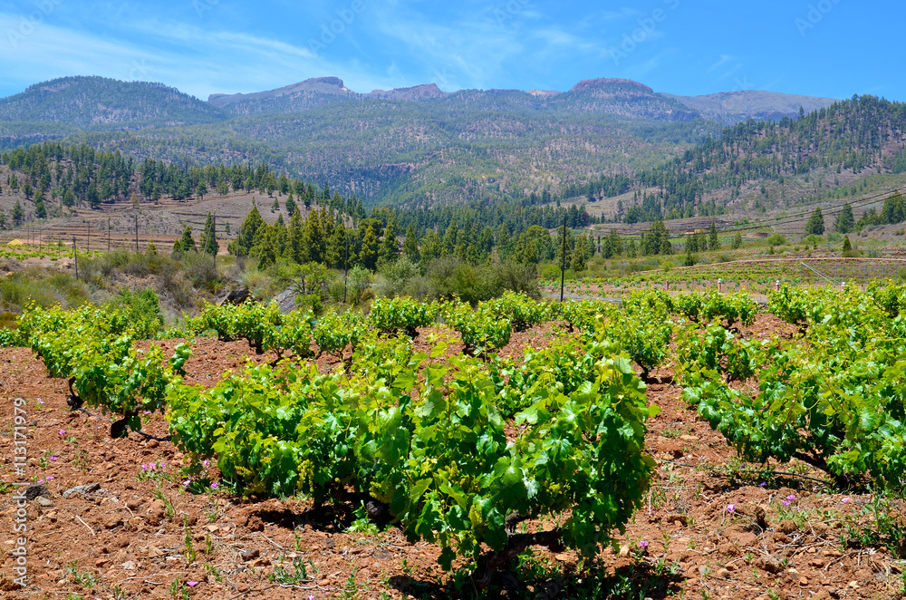 View of a vineyard in the south of Tenerife,Canary Islands,Spain.
