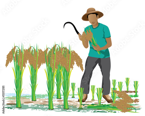 agriculturist harvest rice in paddy field vector design