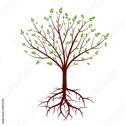 Shape of Tree, Roots and Green Leafs. Vector Illustration.