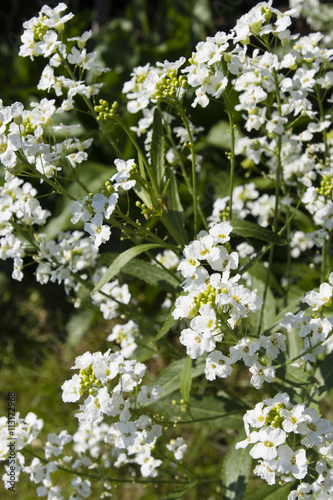 horseradish white flowers with green stem