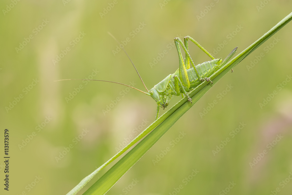 Macro close-up of a young Great Green Bush-cricket, Tettigonia viridissima. The wings are still small and growing until this cricket is mature. Macro close-up of a young Great Green Bush-cricket, Tettigonia viridissima. The wings are still small and growing until this cricket is mature.