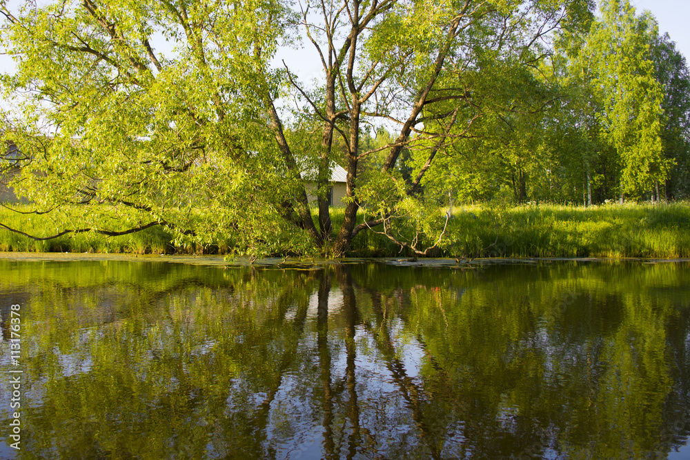 Mirroring of a large tree in the water of the lake. A beautiful peaceful rural landscape. Big tree by the lake. Mirroring of a large tree in the water of the lake. A beautiful peaceful rural landscape. Big tree by the lake.