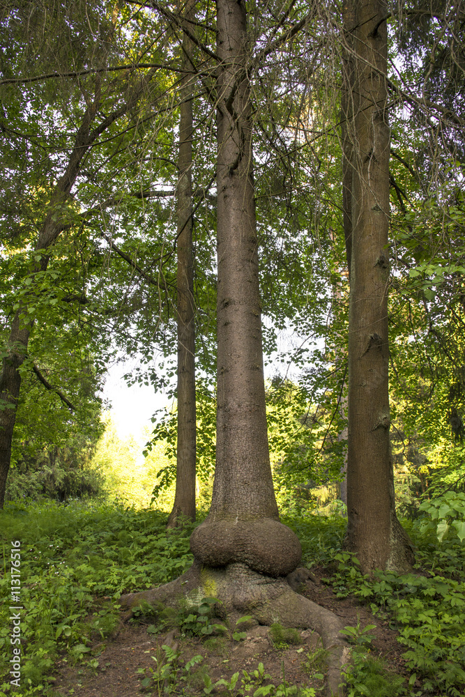 Ancient tree with a trunk similar to erect penis. The whimsical nature has  created an amazing tree trunk. Wonders of nature in Pavlovsk Park  Saint-Petersburg. Funny tree in the Royal Park. Stock