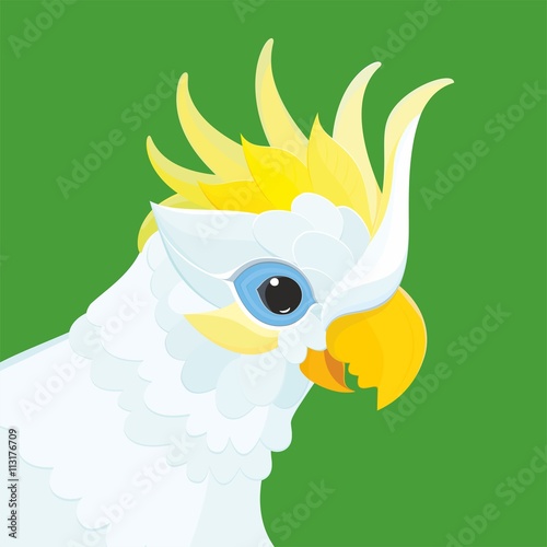 Parrots - White Cockatoo. This vector illustration funny cockatoo in white plumage and yellow crest.