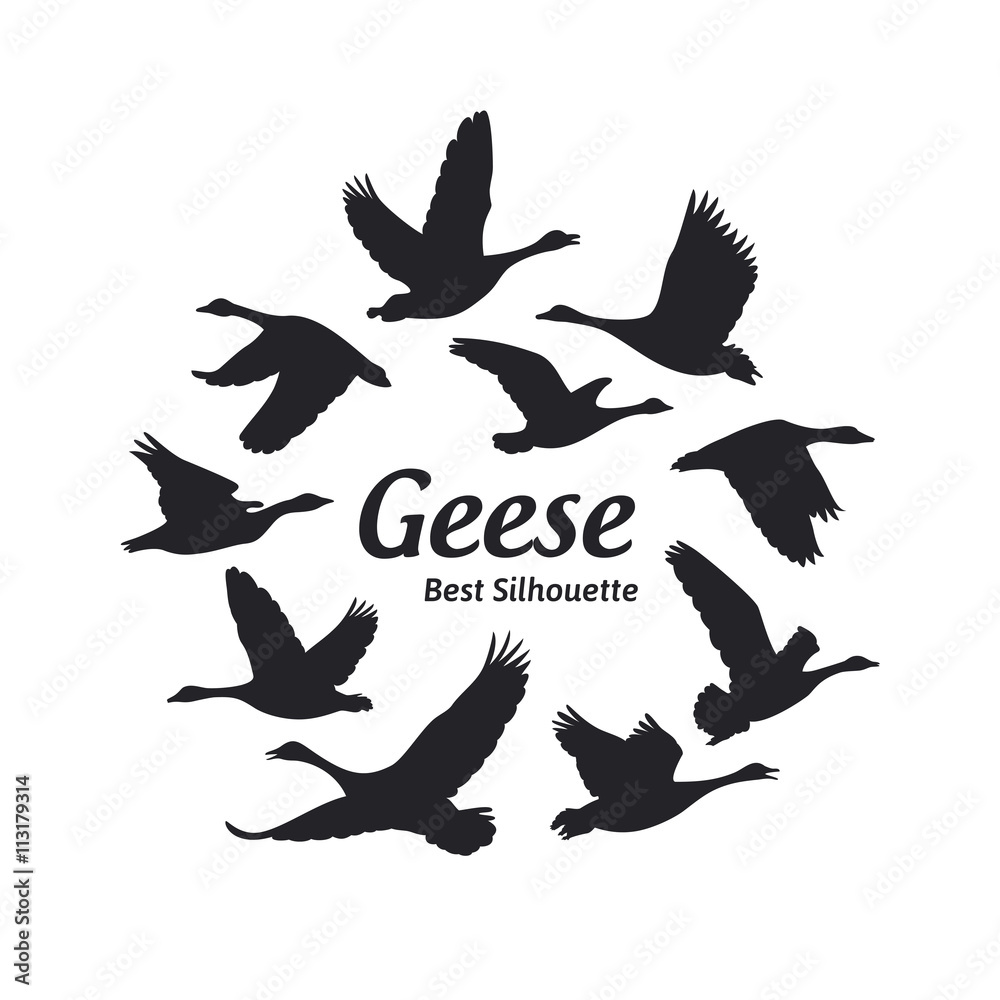 Fototapeta premium Geese silhouette on the white background